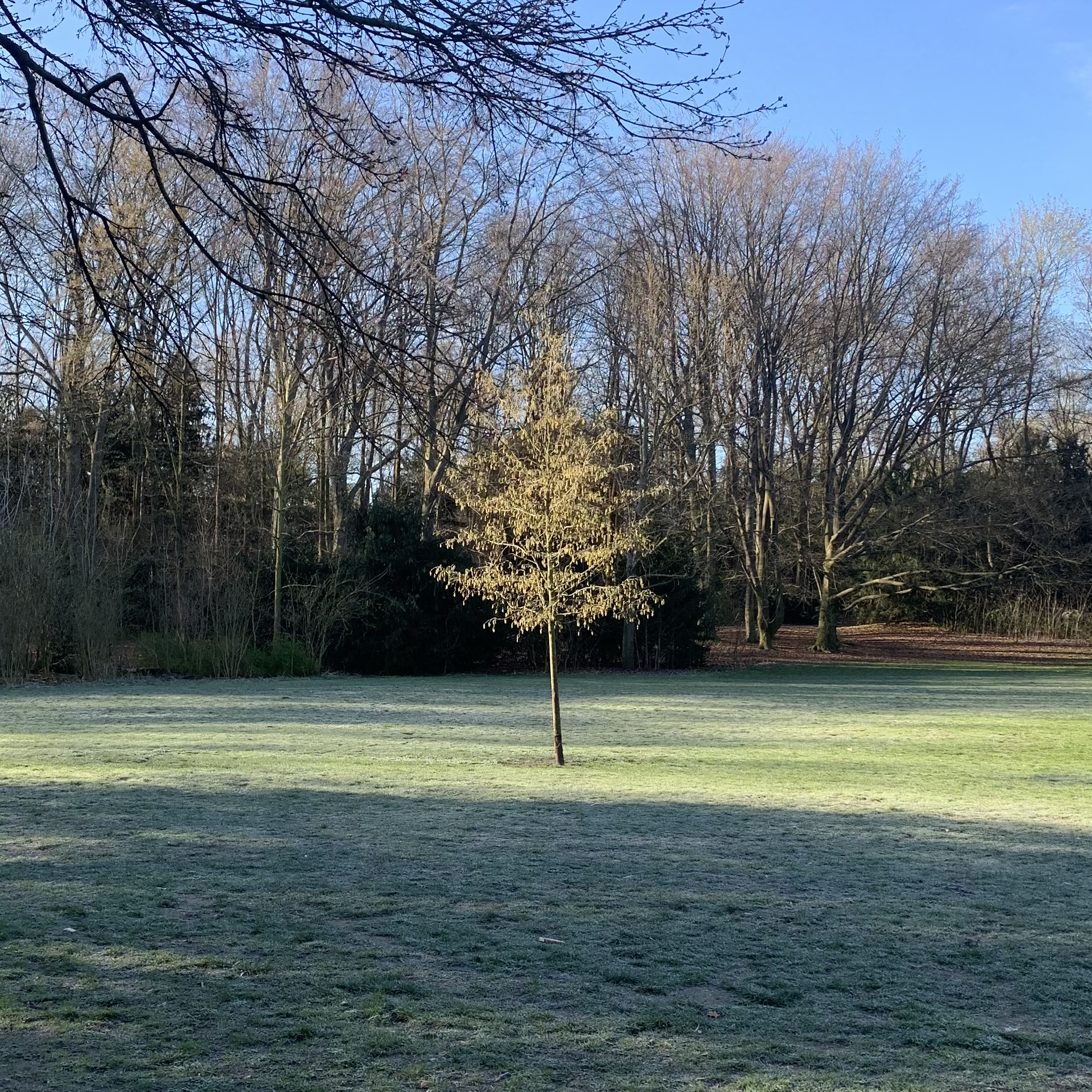 Kronenpflege – Erziehungsschnitt bei Jungbäumen