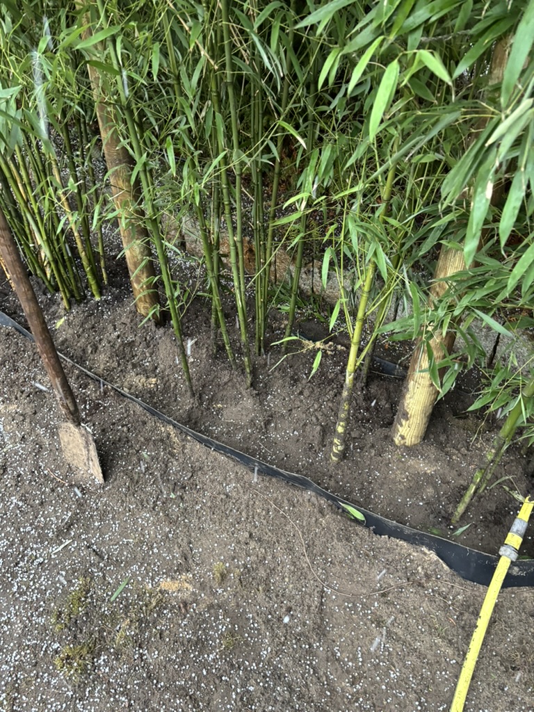 Bambuspflanzung mit Wurzelsperre und Düngegabe