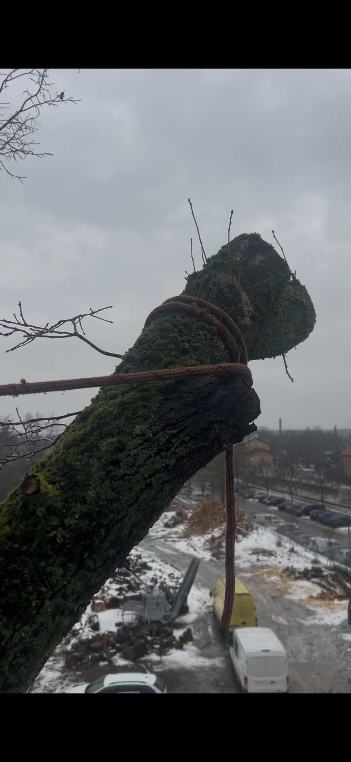 Baumfällung in Teilen – kontrollierte Abtragung