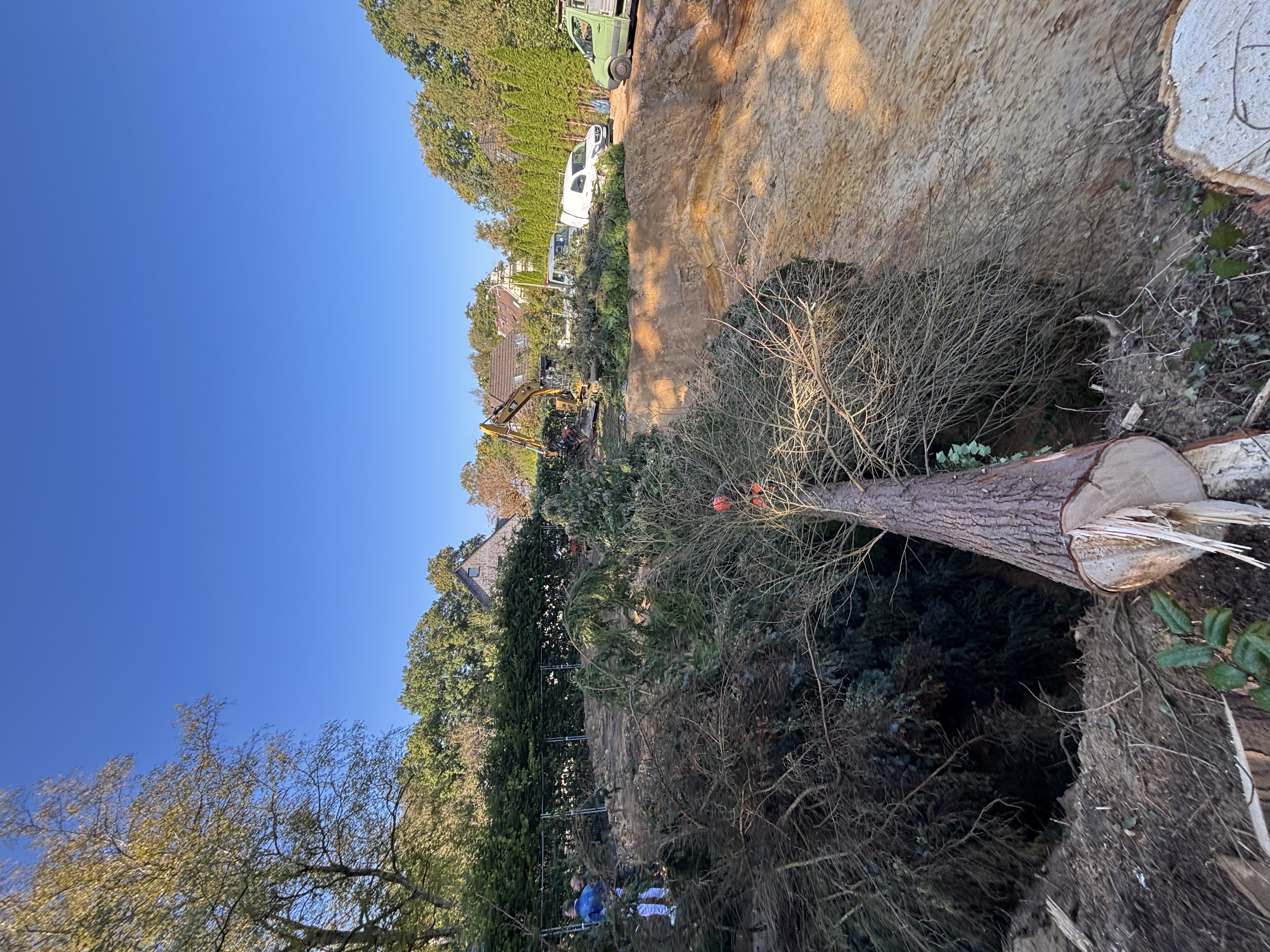 Baumpflege / BaumInGrube2