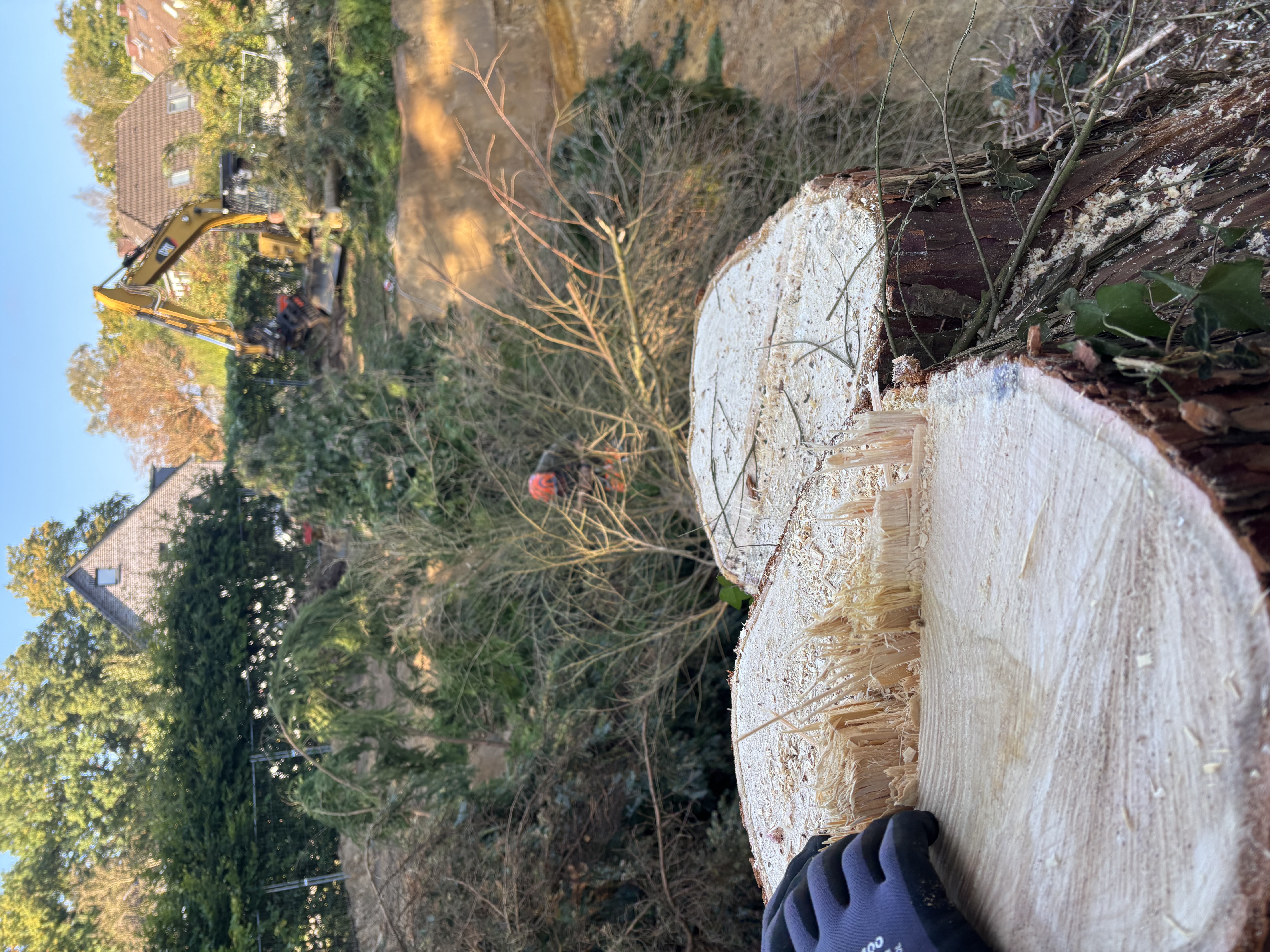 Standard-Baumfällung – kontrollierte Fällung am Stück